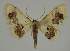  (Idaea EF16 - BC EF Alc 01273)  @14 [ ] Copyright (2010) Unspecified Research Collection of Egbert Friedrich