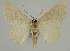  (Scopula amalaEF01 - BC EF Alc 01370)  @14 [ ] Copyright (2010) Unspecified Research Collection of Egbert Friedrich