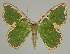  (Comostola chlorargyra - BC EF Alc 01406)  @14 [ ] Copyright (2010) Unspecified Research Collection of Egbert Friedrich