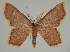  ( - BC EF Alc 01412)  @13 [ ] Copyright (2010) Unspecified Research Collection of Egbert Friedrich