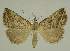  (Britha - BC EF Alc 01442)  @14 [ ] Copyright (2010) Unspecified Research Collection of Egbert Friedrich