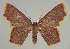  ( - BC EF Alc 01516)  @13 [ ] Copyright (2010) Unspecified Research Collection of Egbert Friedrich