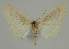  ( - BC EF Alc 01520)  @11 [ ] Copyright (2010) Unspecified Research Collection of Egbert Friedrich