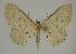  (Idaea punctatissima - BC EF Alc 01523)  @14 [ ] Copyright (2010) Unspecified Research Collection of Egbert Friedrich