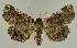  ( - BC EF Lep 02562)  @14 [ ] Copyright (2010) Unspecified Research Collection of Egbert Friedrich