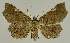  (Pangrapta adoxopis - BC EF Lep 02563)  @14 [ ] Copyright (2010) Unspecified Research Collection of Egbert Friedrich