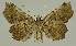  ( - BC EF Lep 02563)  @13 [ ] Copyright (2010) Unspecified Research Collection of Egbert Friedrich