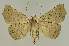  ( - BC EF Lep 02575)  @13 [ ] Copyright (2010) Unspecified Research Collection of Egbert Friedrich