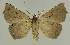  ( - BC EF Lep 02576)  @13 [ ] Copyright (2010) Unspecified Research Collection of Egbert Friedrich