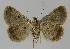  ( - BC EF Lep 01116)  @13 [ ] Copyright (2010) Unspecified Research Collection of Egbert Friedrich