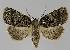  ( - BC EF Lep 01142)  @14 [ ] Copyright (2010) Unspecified Research Collection of Egbert Friedrich