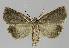  ( - BC EF Lep 01142)  @13 [ ] Copyright (2010) Unspecified Research Collection of Egbert Friedrich