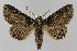  ( - BC EF Lep 01161)  @14 [ ] Copyright (2010) Unspecified Research Collection of Egbert Friedrich