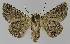  ( - BC EF Lep 01162)  @13 [ ] Copyright (2010) Unspecified Research Collection of Egbert Friedrich