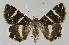  ( - BC EF Lep 01167)  @14 [ ] Copyright (2010) Unspecified Research Collection of Egbert Friedrich