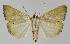  ( - BC EF Lep 01176)  @13 [ ] Copyright (2010) Unspecified Research Collection of Egbert Friedrich