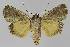  ( - BC EF Lep 01179)  @12 [ ] Copyright (2010) Unspecified Research Collection of Egbert Friedrich