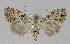  ( - BC EF Lep 01193)  @13 [ ] Copyright (2010) Unspecified Research Collection of Egbert Friedrich