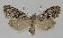  (Nola EF02 - BC EF Lep 01208)  @11 [ ] Copyright (2010) Unspecified Research Collection of Egbert Friedrich