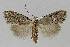  ( - BC EF Lep 01210)  @13 [ ] Copyright (2010) Unspecified Research Collection of Egbert Friedrich