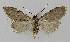  ( - BC EF Lep 01211)  @13 [ ] Copyright (2010) Unspecified Research Collection of Egbert Friedrich