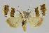  ( - BC EF Lep 01228)  @13 [ ] Copyright (2010) Unspecified Research Collection of Egbert Friedrich