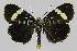  ( - BC EF Lep 01253)  @14 [ ] Copyright (2010) Unspecified Research Collection of Egbert Friedrich