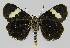  ( - BC EF Lep 01253)  @13 [ ] Copyright (2010) Unspecified Research Collection of Egbert Friedrich