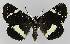  ( - BC EF Lep 01257)  @14 [ ] Copyright (2010) Unspecified Research Collection of Egbert Friedrich