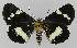  ( - BC EF Lep 01257)  @13 [ ] Copyright (2010) Unspecified Research Collection of Egbert Friedrich