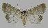  ( - BC EF Lep 01264)  @13 [ ] Copyright (2010) Unspecified Research Collection of Egbert Friedrich