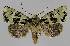  ( - BC EF Lep 01267)  @14 [ ] Copyright (2010) Unspecified Research Collection of Egbert Friedrich