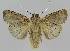 ( - BC EF Lep 01290)  @13 [ ] Copyright (2010) Unspecified Research Collection of Egbert Friedrich