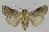  ( - BC EF Lep 01291)  @13 [ ] Copyright (2010) Unspecified Research Collection of Egbert Friedrich