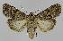  ( - BC EF Lep 01322)  @13 [ ] Copyright (2010) Unspecified Research Collection of Egbert Friedrich
