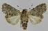  ( - BC EF Lep 01322)  @13 [ ] Copyright (2010) Unspecified Research Collection of Egbert Friedrich