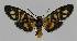  ( - BC EF Lep 01361)  @13 [ ] Copyright (2010) Unspecified Research Collection of Egbert Friedrich