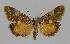  ( - BC EF Lep 01363)  @13 [ ] Copyright (2010) Unspecified Research Collection of Egbert Friedrich