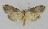  ( - BC EF Lep 01370)  @13 [ ] Copyright (2010) Unspecified Research Collection of Egbert Friedrich