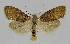  ( - BC EF Lep 01392)  @13 [ ] Copyright (2010) Unspecified Research Collection of Egbert Friedrich