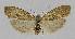  ( - BC EF Lep 01396)  @13 [ ] Copyright (2010) Unspecified Research Collection of Egbert Friedrich