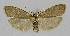  ( - BC EF Lep 01397)  @11 [ ] Copyright (2010) Unspecified Research Collection of Egbert Friedrich