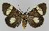  ( - BC EF Lep 01406)  @14 [ ] Copyright (2010) Unspecified Research Collection of Egbert Friedrich