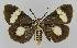  ( - BC EF Lep 01406)  @14 [ ] Copyright (2010) Unspecified Research Collection of Egbert Friedrich