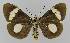  ( - BC EF Lep 01407)  @14 [ ] Copyright (2010) Unspecified Research Collection of Egbert Friedrich
