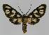  ( - BC EF Lep 01422)  @13 [ ] Copyright (2010) Unspecified Research Collection of Egbert Friedrich