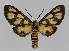  (Amata EF03 - BC EF Lep 01425)  @14 [ ] Copyright (2010) Unspecified Research Collection of Egbert Friedrich