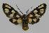  ( - BC EF Lep 01435)  @13 [ ] Copyright (2010) Unspecified Research Collection of Egbert Friedrich