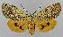  (Asota iodamia - BC EF Lep 01447)  @14 [ ] Copyright (2010) Unspecified Research Collection of Egbert Friedrich