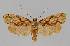  ( - BC EF Lep 01452)  @13 [ ] Copyright (2010) Unspecified Research Collection of Egbert Friedrich